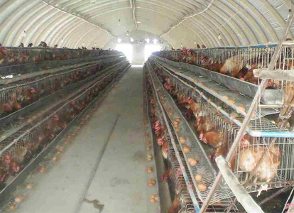 養殖場采暖設備哪種好？中銳空氣能熱泵全面滿足需求